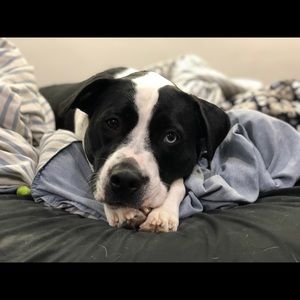 Meet your Posher, Justin